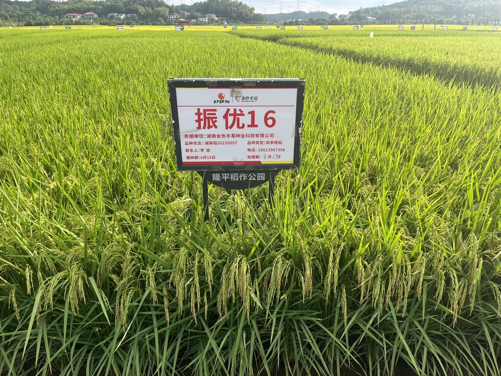 大田表现